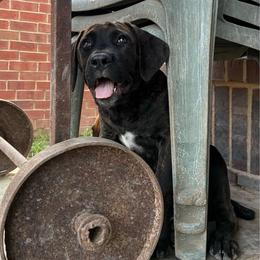 Girl 4 - Black brindle female Cane Corso puppy in Sienna, Texas from Robinson Elite Corsos