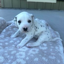 Dalmatian Puppies from Cowart’s Dalmatians