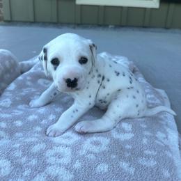Dalmatian Puppies from Cowart’s Dalmatians