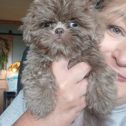 Aussiedoodle, Bernedoodle, Poodle, Shihpoo, and Shih Tzu Puppies from Route 66 Poodles & Doodles, Sapphire Shih-tzu's of Ohio