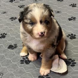 Scottie - Blue merle male Australian Shepherd puppy in California, Kentucky from R and B Aussies