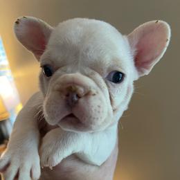 Donna - White female Bulldog puppy in Seneca, South Carolina from Burrell’s Bulldog Kingdom
