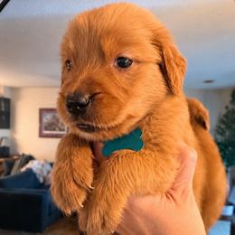 Mint Girl - Golden female Golden Retriever puppy in Covington, Louisiana from MyKy Puppies
