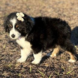 Dark purple - Black tri female Miniature Australian Shepherd puppy in 32046, Florida from River Hill Ranch