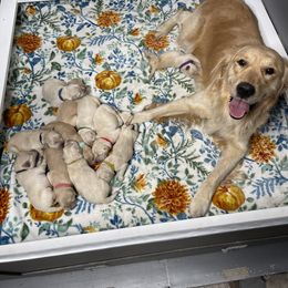 Golden Retriever Puppies from Ruff Life Goldens