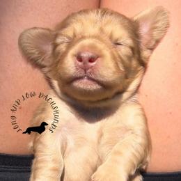 Chocolate Cream Dapple - Dapple female Dachshund puppy in Nampa, Idaho from Long_and_Low_Dachshunds