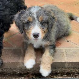 Ultra Birch - Blue merle male Bernedoodle puppy in Campbellsville, Kentucky from Blue Belle Hills Bernedoodles