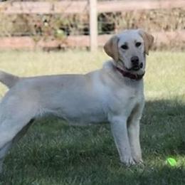 Nikka - Labrador Retriever