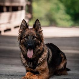 German Shepherd All Grown Up from Lucianhaus