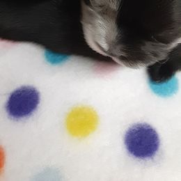 Chihuahua Puppies from Grace & Glory Chihuahuas