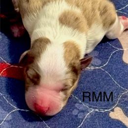 Red Merle Male 2 - Red merle male Australian Shepherd puppy in Rolla, Missouri from Lazy J Aussies