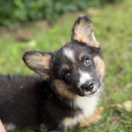 Dash Fluffy - Black and white male Cardigan Welsh Corgi puppy in Hope, Arkansas from Foxy Knoll Farm