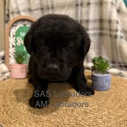 Sunny - Black male Labrador Retriever puppy in Wittmann, Arizona from AM Labradors