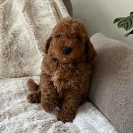 Apollo - Red  male Goldendoodle puppy in North Highlands, California from The Purrfectpups