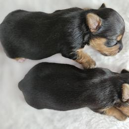 Yorkshire Terrier Puppies from Lady A's Yorkies