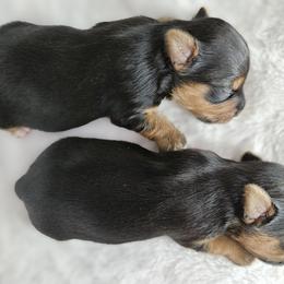Yorkshire Terrier Puppies from Lady A's Yorkies