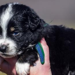 Blue green boy - Black tri-color male Australian Shepherd puppy in Clarkrange, Tennessee from Vom Wolff