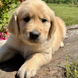 Breeze - Golden male Golden Retriever puppy in Doniphan, Missouri from Stockford’s Golden Retrievers