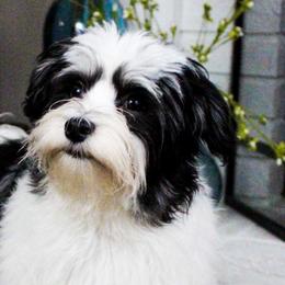 Assorted Doodle Crosses, Bernedoodles, Dachshunds, Goldendoodles, and Havanese from Kim's Cove