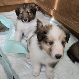 Collie Puppies from Doggy Haven Collies