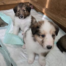 Collie Puppies from Doggy Haven Collies