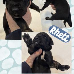 Rhett - Brindle male Great Dane puppy in Wellsville, New York from Prophecy Danes