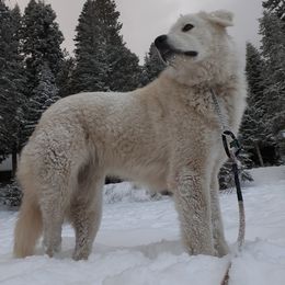 Great Pyrenees All Grown Up from The Yosemite Pyrenees Ranch