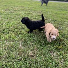 Saint Berdoodle Puppies from Highland Ridge Doodles