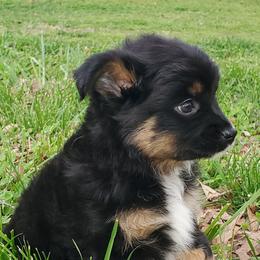 Australian Shepherd, Miniature Australian Shepherd, and Toy Australian Shepherd Puppies from Rumour Has It Aussies