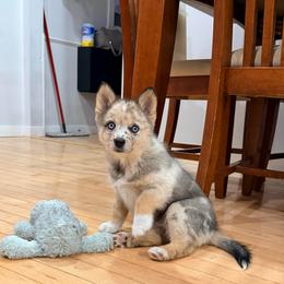 Freya - Merle female Pomsky puppy in Doon, Iowa from Luxury Pomsky