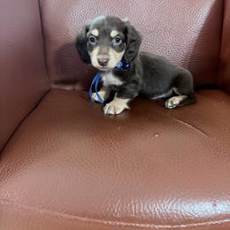 Birch - Chocolate and cream male Dachshund puppy in Bremen, Georgia from Jones Royal Kennels / Jones Miniature Dachshunds