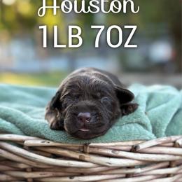 Houston - Chocolate male Dilute Retriever puppy in Puyallup, Washington from 12 Door Farm Labradors