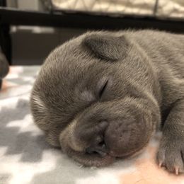 French Bulldog Puppies from Roughneck Frenchies