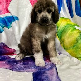 Tyra Girl 4 - Sable Poodle puppy in Bristol, Virginia from Schrute Farms Standard Poodles