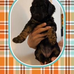 Cinnamon - Phantom female Poodle puppy in Pueblo West, Colorado from Little Paws Poodles