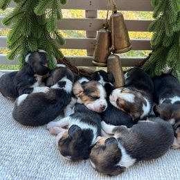 6th Choice - Black white and tan male Beagle puppy in Monticello, Georgia from Beaglelove