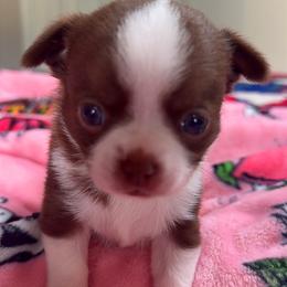 Robin - Chocolate and white male Chihuahua puppy in Charlotte, North Carolina from Lawinski’s Chihuahua World