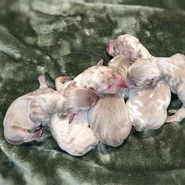 Dachshund puppies from Parker House Dachshunds