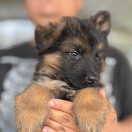 Juno - Black and red male German Shepherd puppy in Youngsville, North Carolina from di Casa Ortiz German Shepherds