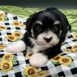 Felix - Black male Havanese puppy in Wappapello, Missouri from Titanium Havanese LLC