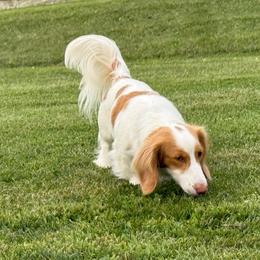 Pinto - Chocolate and cream male Dachshund puppy in Waseca, Minnesota from Dragonfly Doxies
