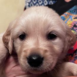 Lewis--Red - Golden male Golden Retriever puppy in Kenosha, Wisconsin from Gail’s Goldens