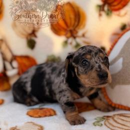 Baylie - Dapple female Dachshund puppy in Winder, Georgia from Southern Drawl Dachshunds