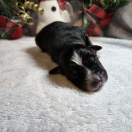 Holly - Black tri-color female Australian Shepherd puppy in Peach Bottom, Pennsylvania from Arcadia Australian Shepherds