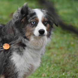 Miniature Australian Shepherd and Toy Australian Shepherd All Grown Up from Tinker Toy Aussies & Minis