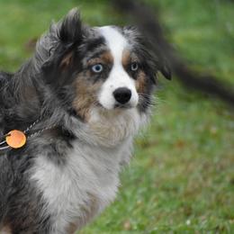 Miniature Australian Shepherd and Toy Australian Shepherd All Grown Up from Tinker Toy Aussies & Minis