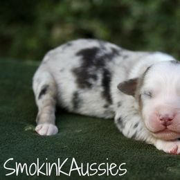 Rex - Blue merle male Australian Shepherd puppy in Grapeland, Texas from Smokin K Aussies