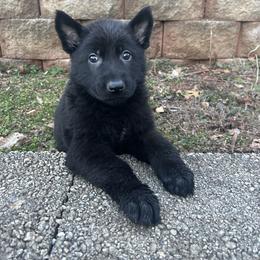 Black male-2 - Black male German Shepherd puppy in Cumming, Georgia from Cainedelup