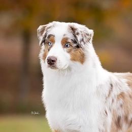 (AKC Mjr Ptd) Affinity LF Red Dirt Road to Riverlook ATT FDC - Australian Shepherd