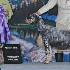 English Setters from Julie's English Setters